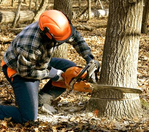 Tree Removal in Mullinville, KS